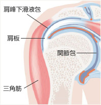 肩関節の解剖図